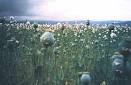 PlantacionesdeOpioFotowwwElmparcialEs