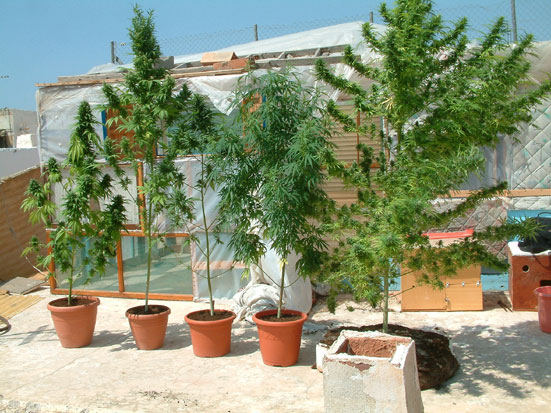 Autocultivofoto3