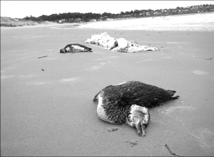 EspeciesmuertasenlascostasgenerainvestigacinfotoLaRepblicaFoto1