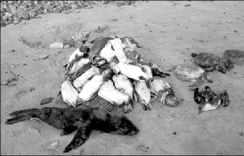 EspeciesmuertasenlascostasgenerainvestigacinfotoLaRepblicaFoto2